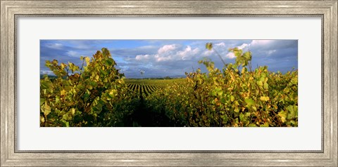 Framed Low angle view of vineyard and windmill, Napa Valley, California, USA Print
