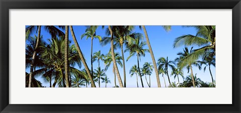 Framed Low angle view of palm trees, Oahu, Hawaii, USA Print