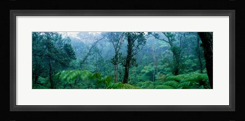 Framed Trees in a rainforest, Hawaii Volcanoes National Park, Big Island, Hawaii, USA Print