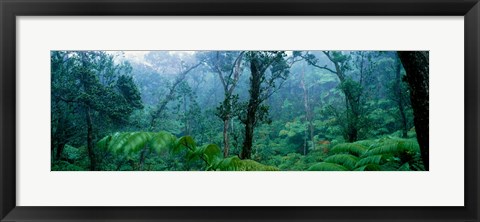 Framed Trees in a rainforest, Hawaii Volcanoes National Park, Big Island, Hawaii, USA Print