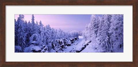 Framed Snow covered trees in a forest, Imatra, Finland Print
