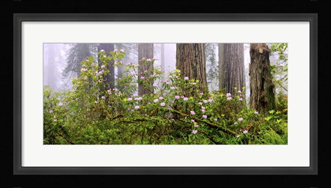 Framed Rhododendron flowers in a forest, Del Norte Coast State Park, Redwood National Park, Humboldt County, California, USA Print