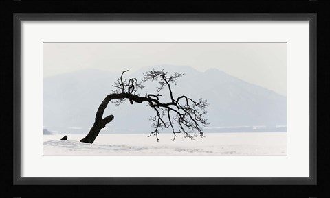 Framed Contorted tree at a frozen lake, Lake Kussharo, Hokkaido, Japan Print