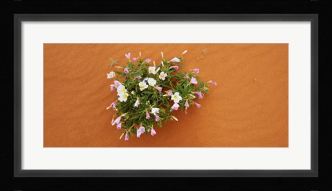 Framed Dune evening primrose flowers in sand, Valley of Fire State Park, Nevada, USA Print