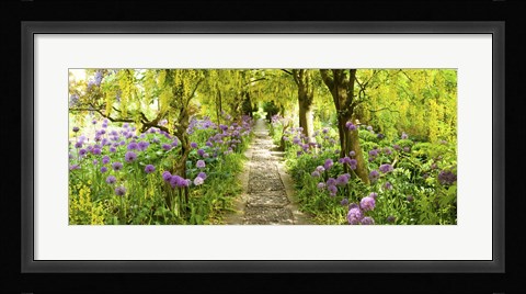 Framed Laburnum trees at Barnsley House Gardens, Gloucestershire, England Print