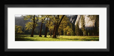 Framed Trees near the El Capitan, Yosemite National Park, California, USA Print