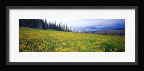 Framed Wildflowers in bloom at morning light, Dixie National Forest, Utah, USA Print