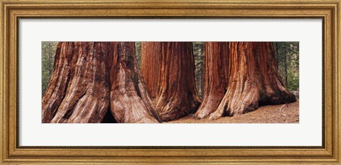 Framed Trees at Sequoia National Park, California, USA Print