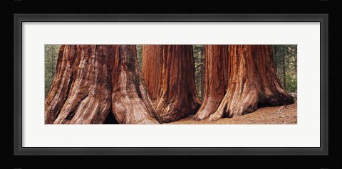 Framed Trees at Sequoia National Park, California, USA Print