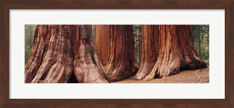 Framed Trees at Sequoia National Park, California, USA Print