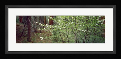 Framed Flowering dogwood in bloom at sunrise, Sequoia National Park, California, USA Print