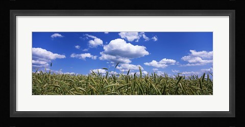Framed Rye field, Baden-Wurttemberg, Germany Print