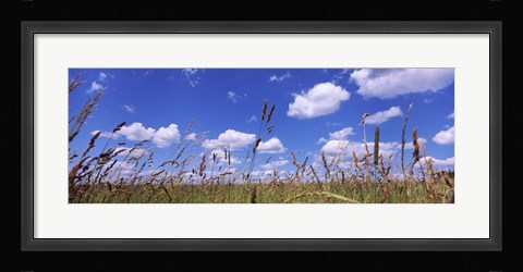 Framed Field of grass, Baden-Wurttemberg, Germany Print