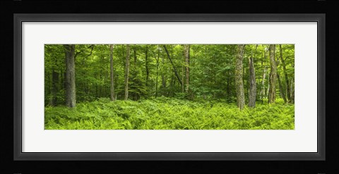 Framed Ferns blanketing floor of summer woods near Old Forge in the Adirondack Mountains, New York State, USA Print