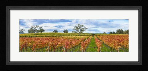 Framed Autumn color vineyards, Guerneville Road, Sonoma County, California, USA Print