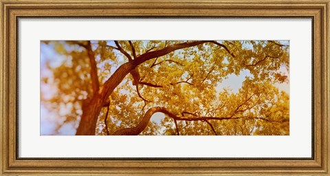Framed Low angle view of a tree in autumn Print