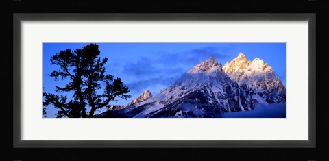 Framed Silhouette of a Limber Pine in front of mountains, Cathedral Group, Teton Range, Grand Teton National Park, Wyoming, USA Print