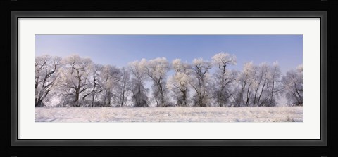 Framed Cottonwood trees covered with snow, Lower Klamath Lake, Siskiyou County, California, USA Print