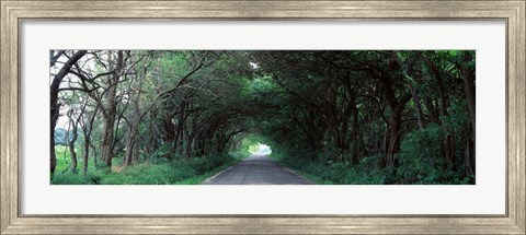 Framed Road Through Trees Marion County, Illinois, USA Print
