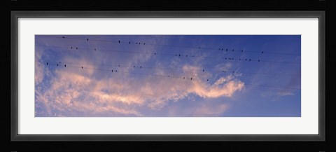 Framed Low angle view of birds perching on wires, Anza Borrego Desert State Park, California, USA Print