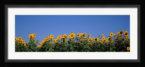 Framed Sunflowers in a field, Marion County, Illinois, USA (Helianthus annuus) Print