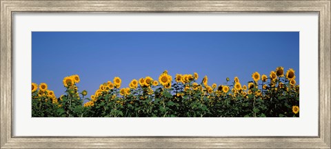 Framed Sunflowers in a field, Marion County, Illinois, USA (Helianthus annuus) Print