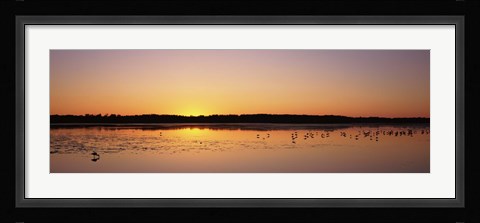 Framed Pelicans and other wading birds at sunset, J.N. Ding Darling National Wildlife Refuge, Sanibel Island, Florida, USA Print
