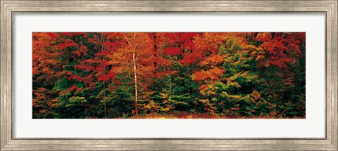 Framed Fall Maple Trees Print