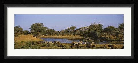 Framed Grevy's zebra and African buffalo's grazing on a landscape, Samburu, Kenya Print