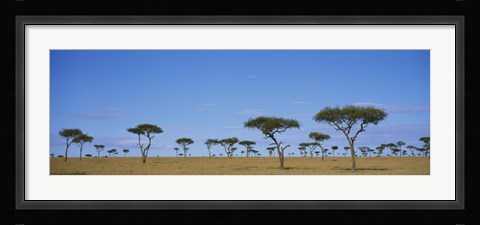 Framed Acacia trees on a landscape, Maasai Mara National Reserve, Kenya Print