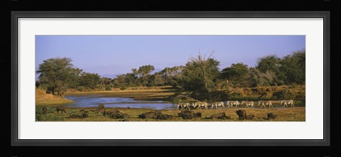 Framed Herd of Zebra (Equus grevyi) and African Buffalo (Syncerus caffer) in a field, Uaso Nyrio River, Samburu, Kenya Print