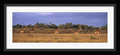 Framed View Of A Group Of Giraffes In The Wild, Maasai Mara, Kenya Print