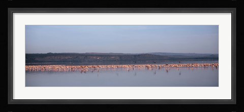 Framed Africa, Kenya, Lake Nakuru National Park, Lake Nakuru, Flamingo birds in the lake Print