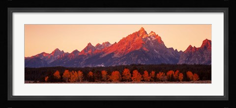 Framed Aspens, Teton Range, Grand Teton National Park, Wyoming, USA Print