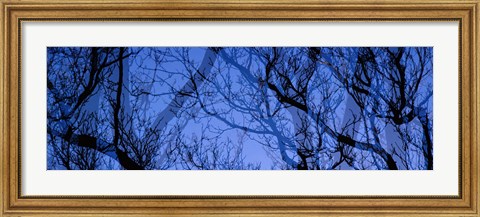 Framed Trees Print