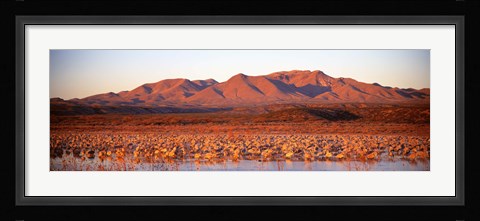 Framed Sandhill Crane, Bosque Del Apache, New Mexico, USA Print
