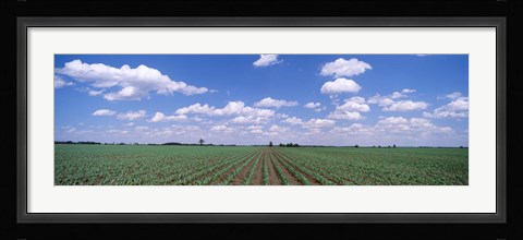 Framed Cornfield, Marion County, Illinois, USA Print