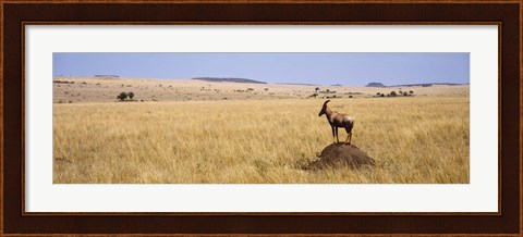 Framed Side profile of a Topi standing on a termite mound, Masai Mara National Reserve, Kenya Print