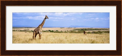 Framed Giraffe, Maasai Mara, Kenya Print