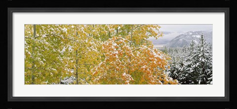Framed Trees in a forest, Grand Teton National Park, Wyoming, USA Print