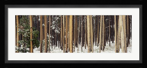 Framed Lodgepole Pines and Snow Grand Teton National Park WY Print