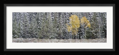 Framed Pine Trees In A Forest, Grand Teton National Park, Wyoming, USA Print