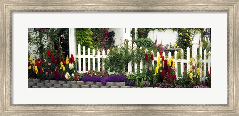 Framed Flowers and picket fence in a garden, La Jolla, San Diego, California, USA Print