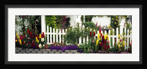 Framed Flowers and picket fence in a garden, La Jolla, San Diego, California, USA Print