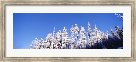 Framed Pine Trees in Winter, Oregon Print