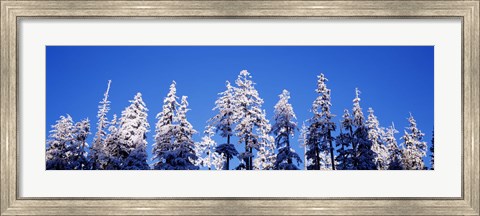 Framed Snow Covered Pine Trees, Oregon Print
