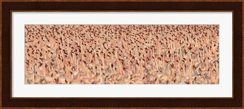 Framed Lesser flamingos Print