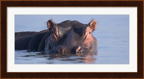 Framed Close-up of a hippopotamus submerged in water Print