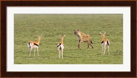 Framed Three Gazelle fawns (Gazella thomsoni) and a Spotted hyena (Crocuta crocuta) in a field, Ngorongoro Conservation Area, Tanzania Print