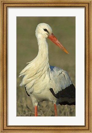 Framed Close-up of an European white stork, Ngorongoro Conservation Area, Arusha Region, Tanzania (Ciconia ciconia) Print